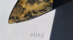 4.57 Megalodon Tooth Jet Black Front, Marbled Back with Prehistoric Clam Hole