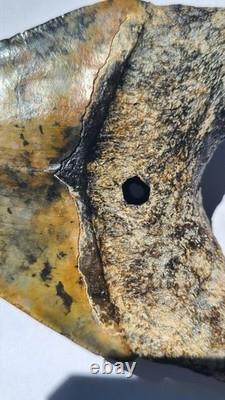 4.57 Megalodon Tooth Jet Black Front, Marbled Back with Prehistoric Clam Hole