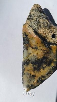 4.57 Megalodon Tooth Jet Black Front, Marbled Back with Prehistoric Clam Hole