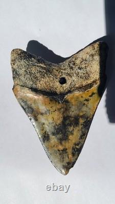 4.57 Megalodon Tooth Jet Black Front, Marbled Back with Prehistoric Clam Hole