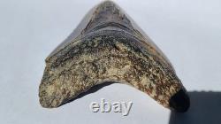 4.57 Megalodon Tooth Jet Black Front, Marbled Back with Prehistoric Clam Hole