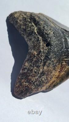 4.57 Megalodon Tooth Jet Black Front, Marbled Back with Prehistoric Clam Hole