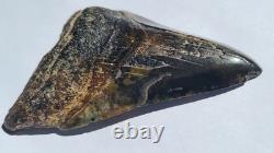 4.57 Megalodon Tooth Jet Black Front, Marbled Back with Prehistoric Clam Hole