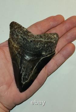 4.57 Megalodon Tooth Jet Black Front, Marbled Back with Prehistoric Clam Hole