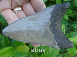 4.57inch megalodon shark tooth teeth fossil mako scuba great white monster mako