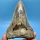 4.59 Indonesian Megalodon Shark Tooth Light Blue No Restoration Or Repair