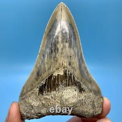 4.59 Indonesian Megalodon Shark Tooth Light Blue No Restoration or Repair