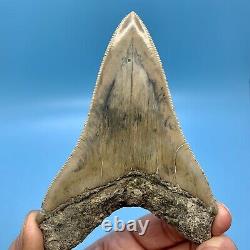 4.59 Indonesian Megalodon Shark Tooth Light Blue No Restoration or Repair