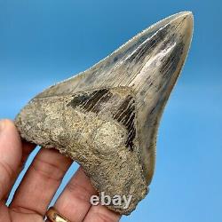 4.59 Indonesian Megalodon Shark Tooth Light Blue No Restoration or Repair
