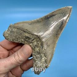 4.59 Indonesian Megalodon Shark Tooth Light Blue No Restoration or Repair