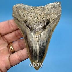 4.59 Indonesian Megalodon Shark Tooth Light Blue No Restoration or Repair