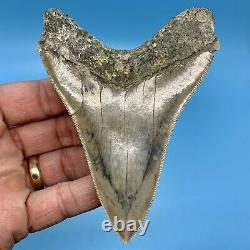 4.59 Indonesian Megalodon Shark Tooth Light Blue No Restoration or Repair