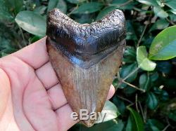 4 5/16 St. Mary Megalodon Fossil Shark Tooth Teeth. Amazing Enamel