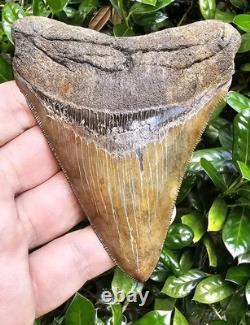 4 5/8 Chubutensis Shark Tooth Fossil South Carolina Red Site Not Megalodon