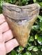 4 5/8 Chubutensis Shark Tooth Fossil South Carolina Red Site Not Megalodon
