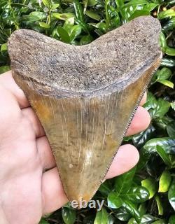 4 5/8 Chubutensis Shark Tooth Fossil South Carolina Red Site Not Megalodon