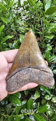 4 5/8 Chubutensis Shark Tooth Fossil South Carolina Red Site Not Megalodon