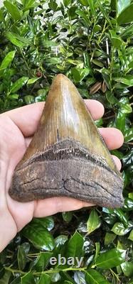 4 5/8 Chubutensis Shark Tooth Fossil South Carolina Red Site Not Megalodon