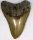 4 5/8 Inch Fossil Megalodon Prehistoric Shark Tooth Teeth. Amazing Tooth