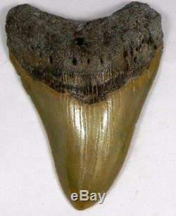 4 5/8 inch Fossil Megalodon Prehistoric Shark Tooth Teeth. Amazing Tooth