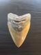 4.5 Inch Megalodon Shark Tooth Fossil Natural No Repair