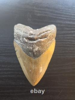 4.5 Inch Megalodon Shark Tooth Fossil Natural No Repair