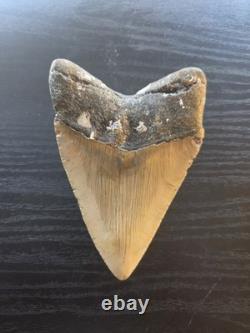 4.5 Inch Megalodon Shark Tooth Fossil Natural No Repair