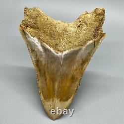 4.60 Fossil MEGALODON Shark Tooth Sharply Serrated Indonesian Meg
