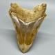 4.60 Fossil Megalodon Shark Tooth Sharply Serrated Indonesian Meg