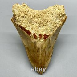 4.60 Fossil MEGALODON Shark Tooth Sharply Serrated Indonesian Meg