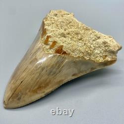 4.60 Fossil MEGALODON Shark Tooth Sharply Serrated Indonesian Meg