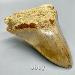 4.60 Fossil MEGALODON Shark Tooth Sharply Serrated Indonesian Meg
