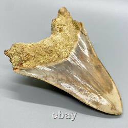 4.60 Fossil MEGALODON Shark Tooth Sharply Serrated Indonesian Meg