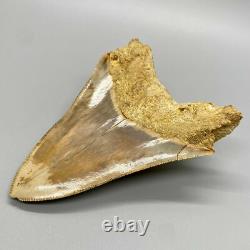 4.60 Fossil MEGALODON Shark Tooth Sharply Serrated Indonesian Meg