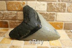 4.60 Large Megalodon Shark Tooth Fossil