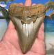 4.61 Huge Megalodon Shark Tooth Nice Serrations No Restoration Or Repair
