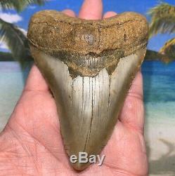 4.61 Huge Megalodon Shark Tooth Nice Serrations No Restoration or Repair