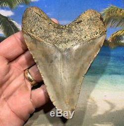 4.61 Huge Megalodon Shark Tooth Nice Serrations No Restoration or Repair