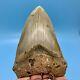 4.61 Megalodon Shark Tooth Beautiful Huge Fossil No Restoration Or Repair