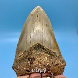 4.61 Megalodon Shark Tooth Beautiful Huge Fossil No Restoration or Repair