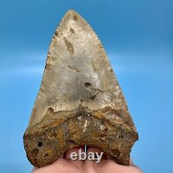 4.61 Megalodon Shark Tooth Beautiful Huge Fossil No Restoration or Repair