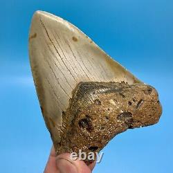 4.61 Megalodon Shark Tooth Beautiful Huge Fossil No Restoration or Repair