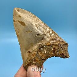 4.61 Megalodon Shark Tooth Beautiful Huge Fossil No Restoration or Repair