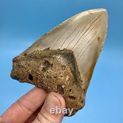 4.61 Megalodon Shark Tooth Beautiful Huge Fossil No Restoration or Repair