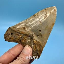 4.61 Megalodon Shark Tooth Beautiful Huge Fossil No Restoration or Repair