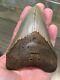 4.61 Megalodon Shark Tooth Fossil