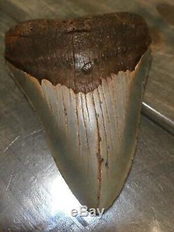 4.61 Megalodon Shark Tooth fossil