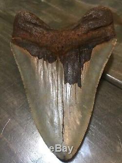 4.61 Megalodon Shark Tooth fossil