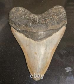 4.625 MEGALODON Shark Tooth Fossil NC Coast Find Rare Collector Grade