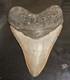 4.625 Megalodon Shark Tooth Fossil Nc Coast Find Rare Collector Grade